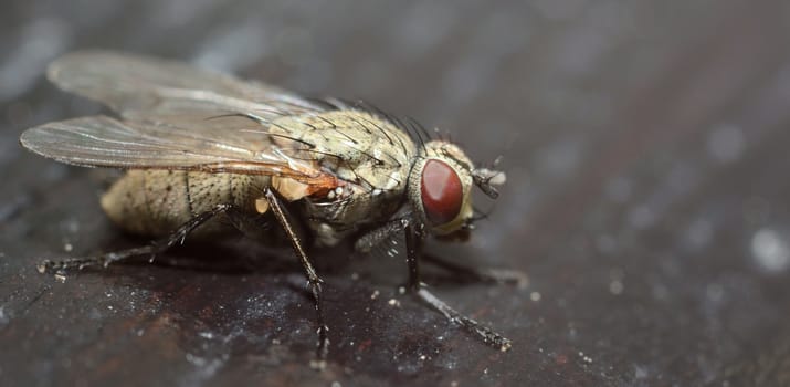 Macro shot of ugly fly with dark background.