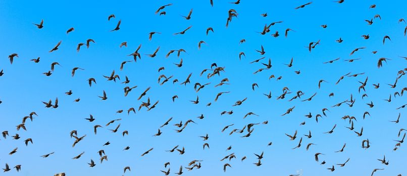 Big flock of flying birds with blue sky.