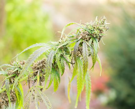 Closeup shot of the green Cannabis plant.