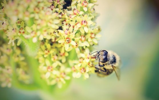 Macro of honey bee pollinating the flower.