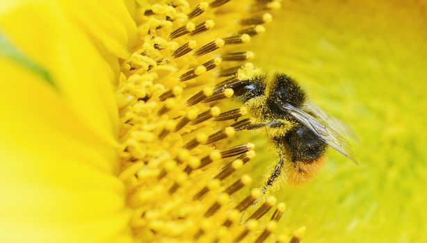 Honey Bee on sunflower collecting pollen.