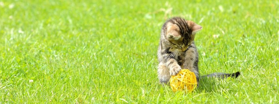 Small sitting kitten is playing with ball in the garden.