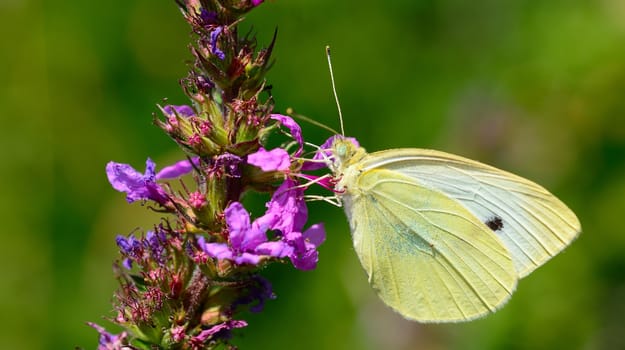 Beautiful Cabbage white butterfly feeds the nectar of the purple flower.