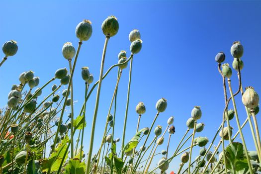 Poppyhead in the poppy field. View from the ground.