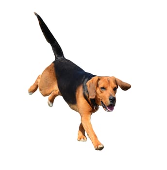 Beautiful running black and brown Beagle dog isolated on a white background.