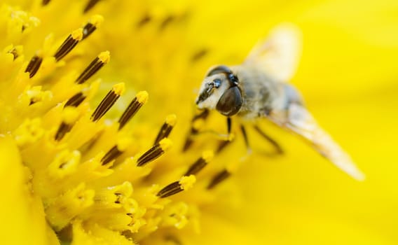 Macro shot with bee pollination the sunflower.