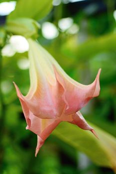 Macro shot of beautiful pink Datura flower.