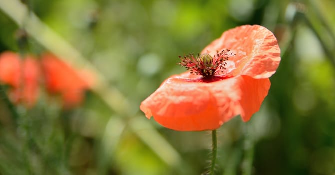 Closeup shot of red fructiferous poppy bloom