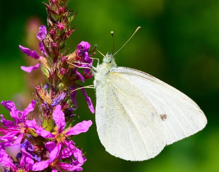 Beautiful Cabbage white butterfly feeds the nectar of the purple flower.