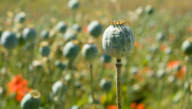 Closeup shot with poppyhead in the poppy field.