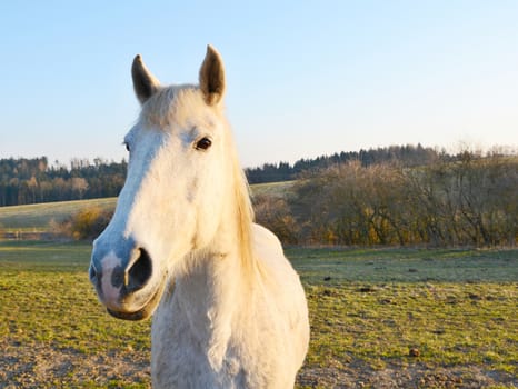 Wide angle shot of the beautiful white horse during sunset. Horse is standing in a pasture. Behind the horse is forest and bushes.