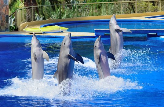 Four dolphins during dolphin show.