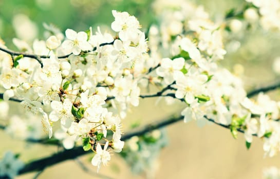 Blooming cherry blossom on the branch with cross process filter colors.