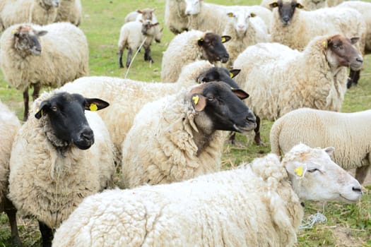 Flock of grazing sheep with yellow mark in ears.