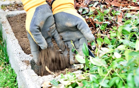 Pour the soil from two hands to the concrete flower box. The hands are in black orange rubber gloves. Spring work at garden with sowing the flowers.