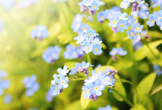 Closeup of the Forget me not plant (Myosotis sylvatica). This plant has small blue blossom and green leaves.