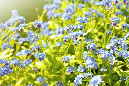 Closeup of the Forget me not plant (Myosotis sylvatica). This plant has small blue blossom and green leaves.