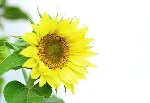 Closeup shot of sunflower with white background. Blank space for your text.