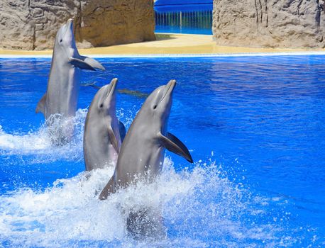 Three dolphins during dolphin show.