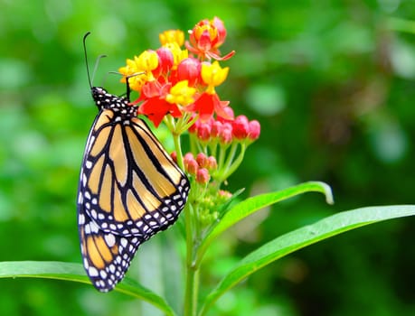 The Monarch butterfly (Danaus plexippus) feeding the nectar from the green flower.