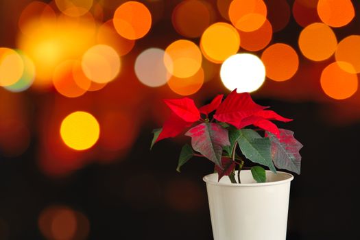 Euphorbia pulcherrima known as Christmas star (Poinsettia) with abstract orange background.