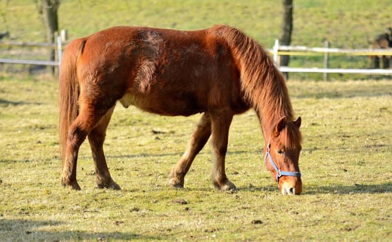 Brown horse is feeding on the pasture.