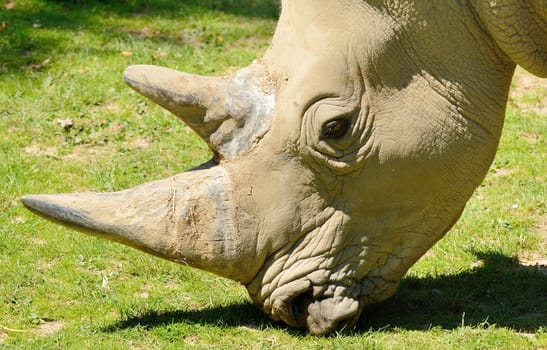 Portrait of the big rhinoceros head during feeding on grass.