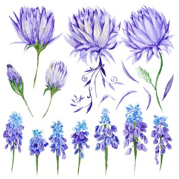 Hand-painted botanical illustration with artichoke and muskari provence style design elements on white background