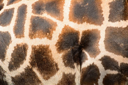 Giraffe brown skin pattern background closeup shot.