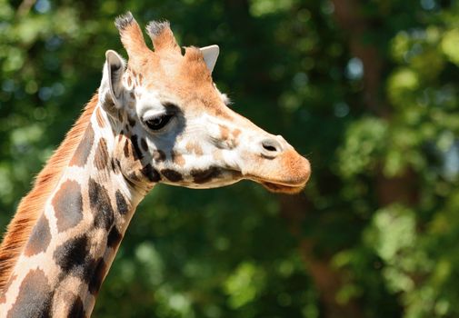 Closeup shot of the cute giraffe head.