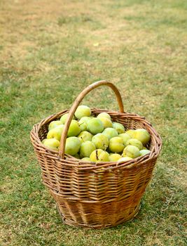 Basket full of healthy fresh yellow plums on the grass.