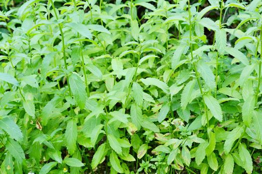 Peppermint plants in the garden. Closeup shot.