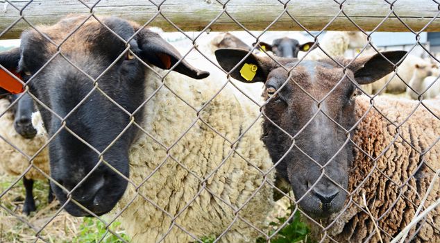 Closeup shot of the two sheep heads behind the fence.