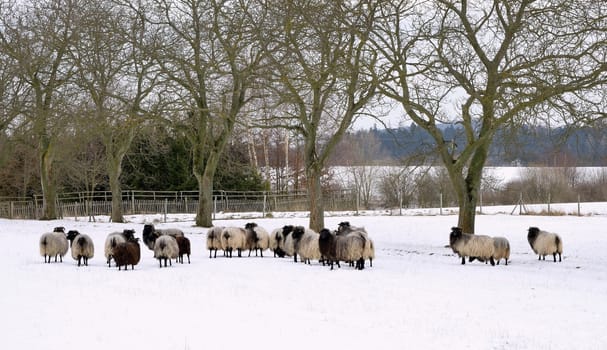 Sheep graze in a snowy garden in winter.