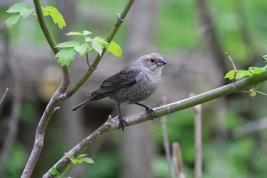 Brown-headed Cowbird female perched on branch