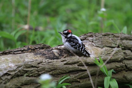 Downy Woodpecker male perched on dead tree