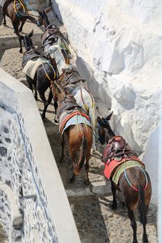 Donkeys at the Greece Santorini island are used to transport tourists in summer time