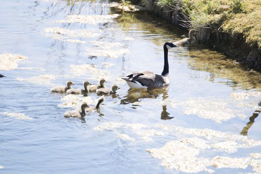 Canades goose with chicks, swimming