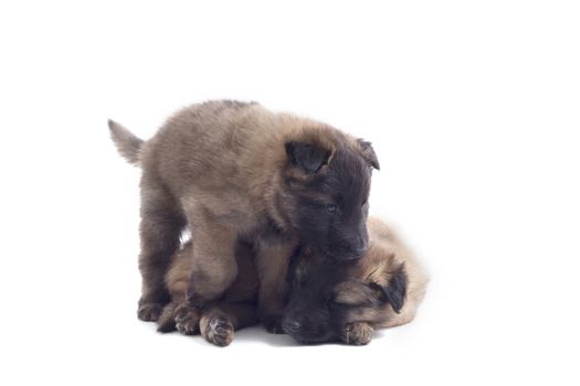 Two puppy’s, Belgian Shepherd Tervuren, isolated on white background