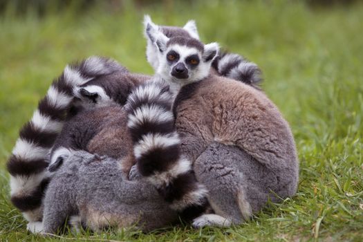 Lemur in group