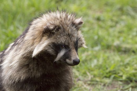 raccoon, headshot, closeup