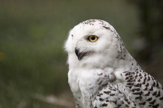 snow owl, headshot