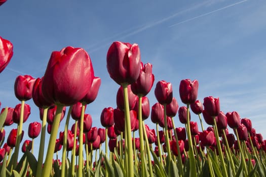 Red tulips against a blue sky