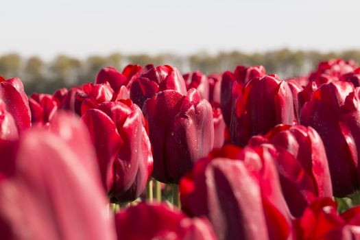 Field of red tulips for background
