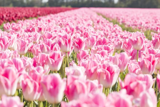 A field of pink tulips