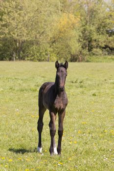 A horse foal standing in grass land