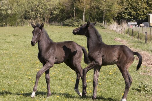Two horse foals standing in grass land