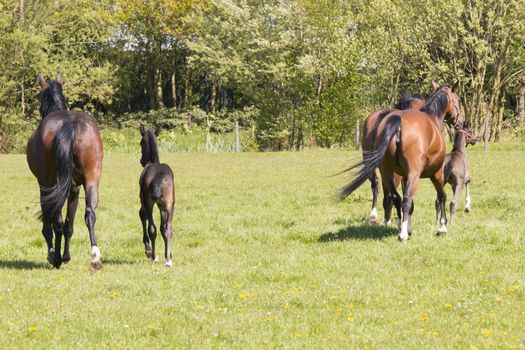 Three horses and two foals running away in grass land