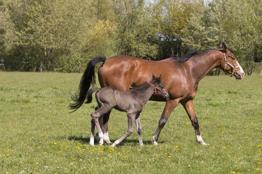 Mare and foal in grass land