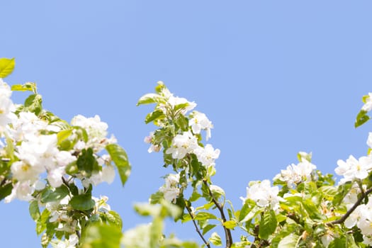 White plum blossom against a blue sky